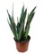 Bantels Sensation Snake Plant - Sansevieria - 6" Pot - Collector's Series